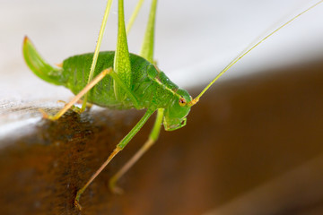 Grashüpfer