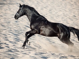 Fototapeta premium Running beautiful black stallion in the desert
