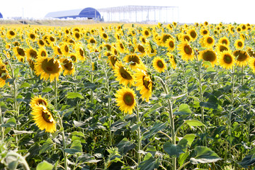Sunflowers in the field in the bright sun