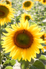 Sunflowers in the field in the bright sun