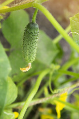 Fresh green cucumber growing in garden. 