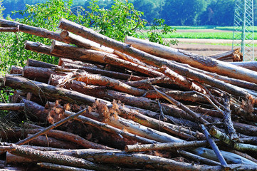 Pile of wood logs on the edge of the forest