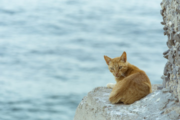 Gato callejero naranja descansa y vigila frente al mar