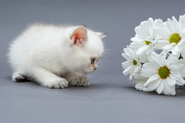 White British kitten and  daisies