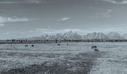 Grand Tetons Scenery