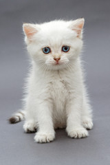 White British kitten with blue eyes