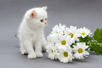 Fototapeta premium White British kitten and daisies