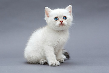 White British kitten with blue eyes