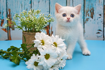 White British kitten and  daisies