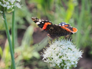 Butterfly drinks nectar from a flower. The wings are black with red, white and yellow spots.