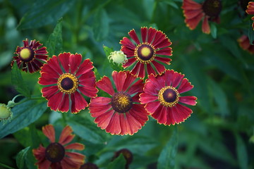 Beautiful red flowers