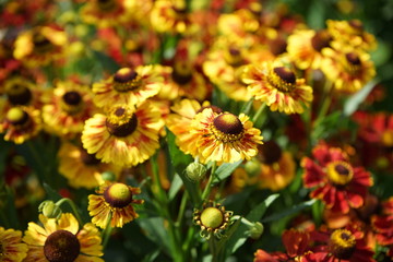 Macro shot of yellow flowers in beautiful sunlight