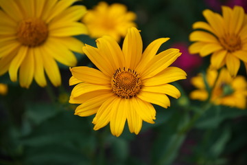 Close-up of a yellow daisy