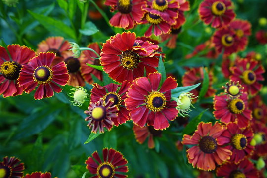 Dark Red Flowers In The Shadow