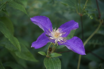 Purple flower missing some petals