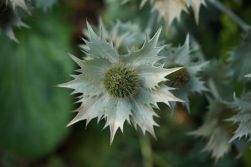 Pointy green flower with spikes on its petals