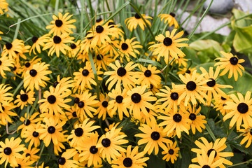 Yellow rudbeckia flowers