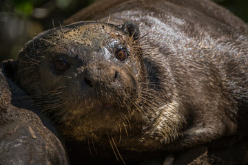 Ariranha / Giant Otter (Pteronura brasiliensis)