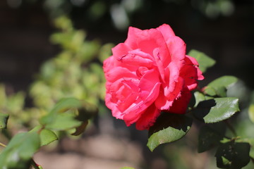 Rosa Fiore