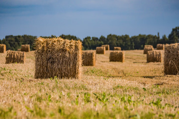 Fototapeta premium A hay in the field. before winter in the village
