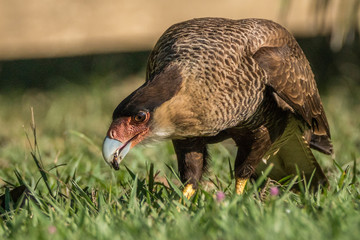 Carcará / Southern Caracara (Caracara plancus)