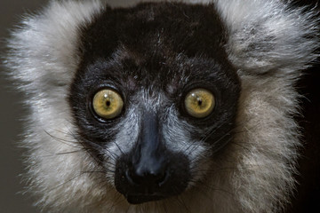 Lêmur Preto e Branco / Black and White Ruffed Lemur (Varecia variegata)