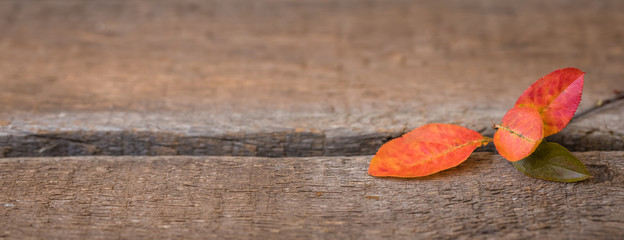 Autumn red and orange leaves on wooden background, banner