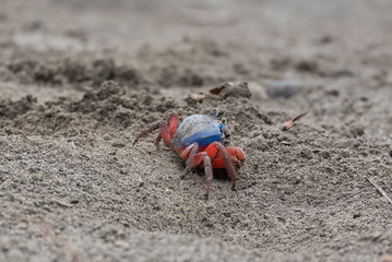 Sand crab in Sao Tome, Johngarthia weiler, red and blue land crab
