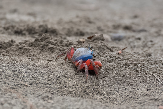 Sand crab in Sao Tome, Johngarthia weiler, red and blue land crab
