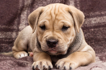 cute puppy ca de bou