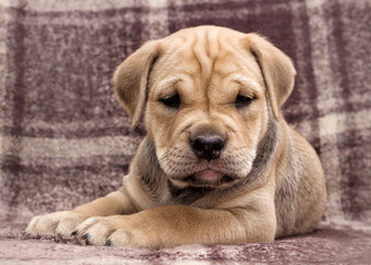 cute puppy ca de bou