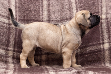 cute puppy ca de bou