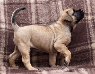 cute puppy ca de bou