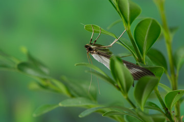 Fototapeta premium Ćma bukszpanowa