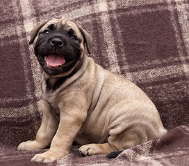 cute puppy ca de bou