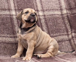 cute puppy ca de bou