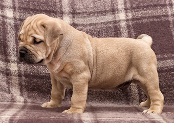 cute puppy ca de bou