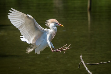 Garça Vaqueira / Cattle Egret (Bubulcus ibis)