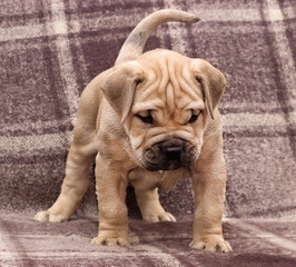 cute puppy ca de bou