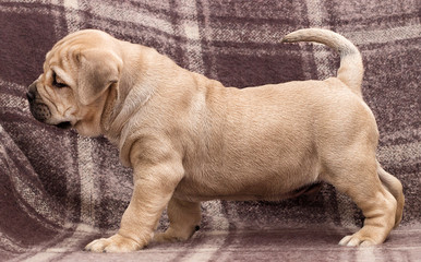 cute puppy ca de bou