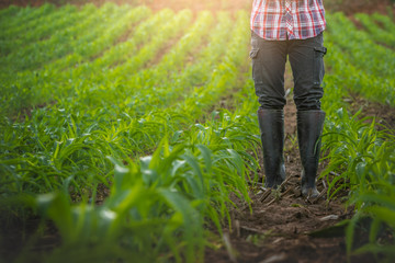 Young farmer in rubber boots standing in the cornfield. agricultural concept.