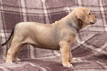 cute puppy ca de bou