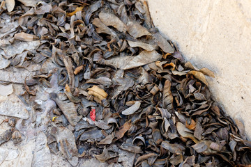 Dry leaves on ground Autumn leaves closeup