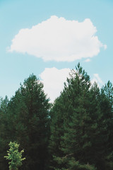 Clouds over a forest of fir trees