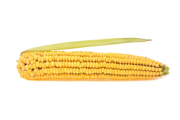 corn cob on a white background
