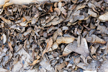 Dry leaves on ground Autumn leaves closeup	