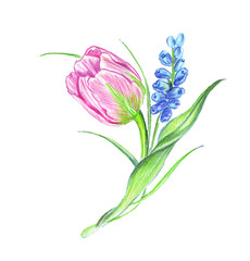 Illustration of colored bunches of flowers in the composition of a tulip and a hyacinth