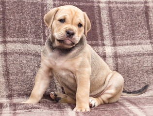 cute puppy ca de bou