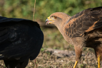 Gavião Caboclo / Savanna Hawk (Heterospizias meridionalis)