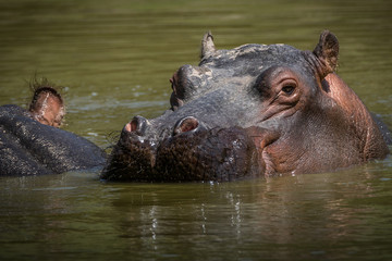 Hipopótamo / Hippopotamus (Hippopotamus amphibius)